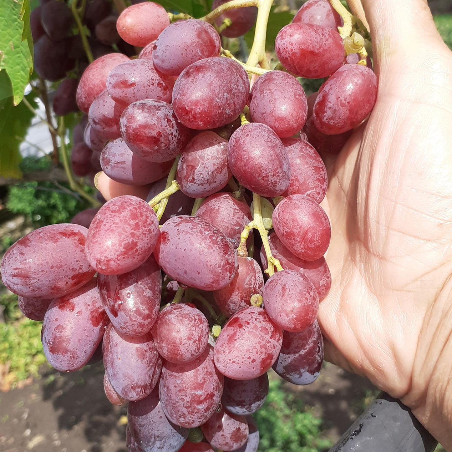 VIȚĂ DE VIE VELES