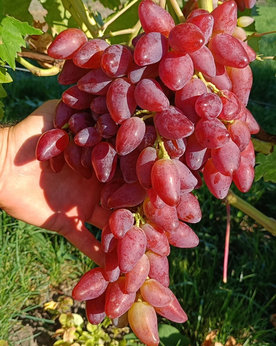 VIȚĂ DE VIE DUBOVCHI ROZ