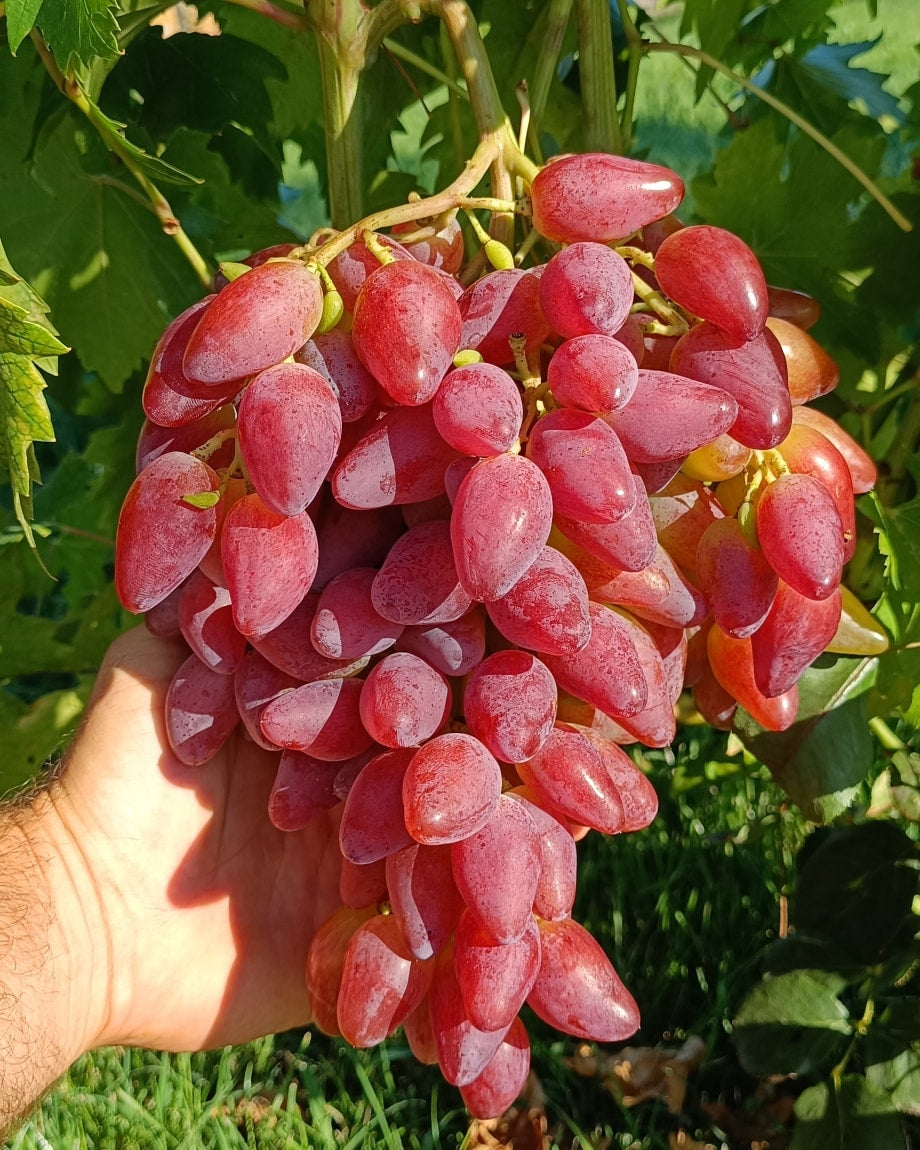 VIȚĂ DE VIE DUBOVCHI ROZ