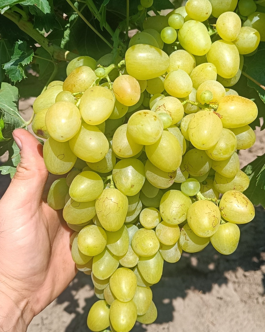 VIȚĂ DE VIE ARKADIA