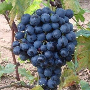 VIȚĂ DE VIE TAMINA