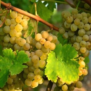 VITĂ DE VIE CAPSUNICĂ ALBĂ PARFUMATĂ - SOI PENTRU VIN