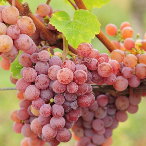 VITĂ DE VIE TRAMINER ROZ - SOI PENTRU VIN