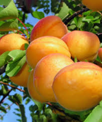 CAIS OLIMP