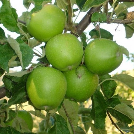 MĂR GRANNY SMITH