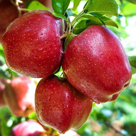 MĂR RED DELICIOUS