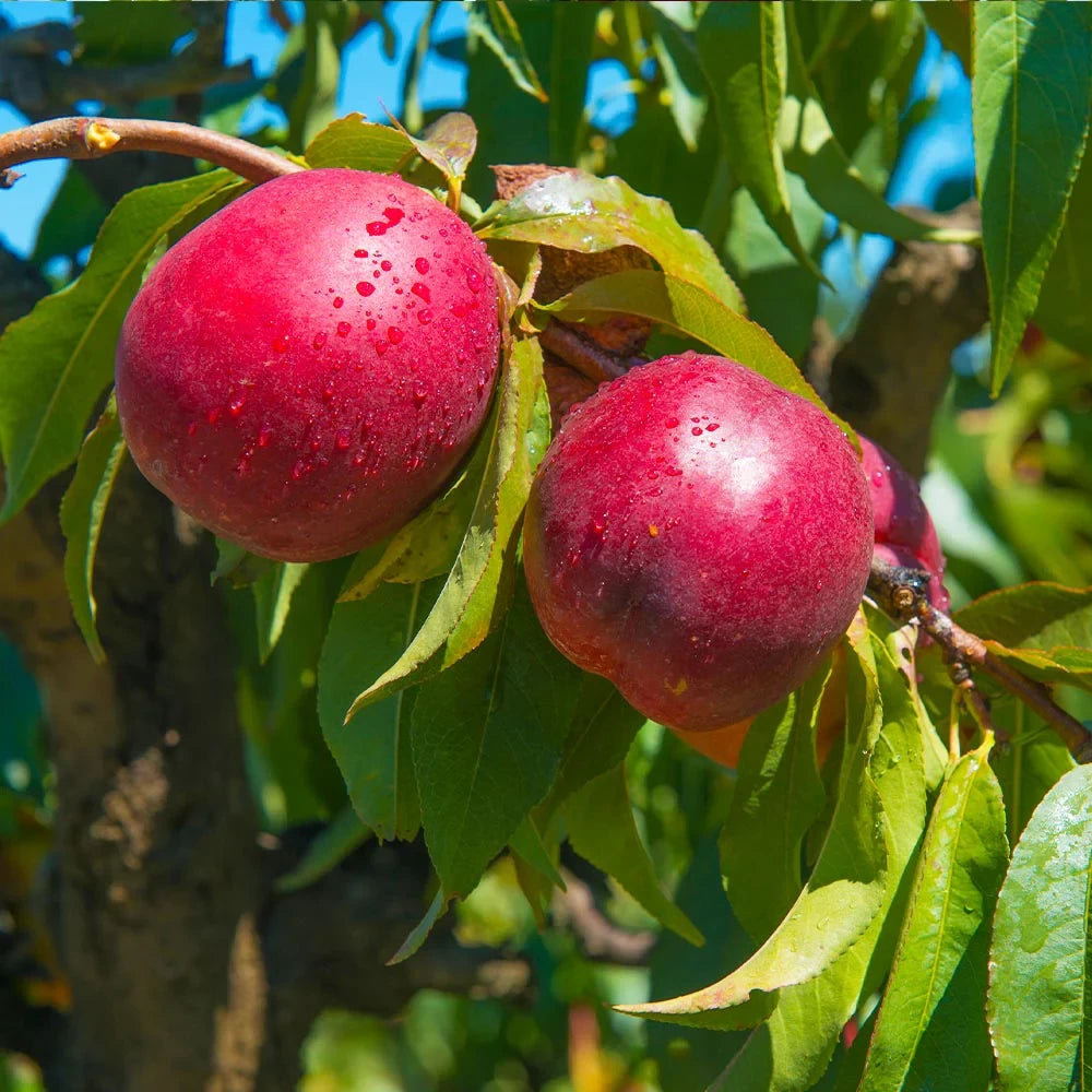 Aromă de nectarină