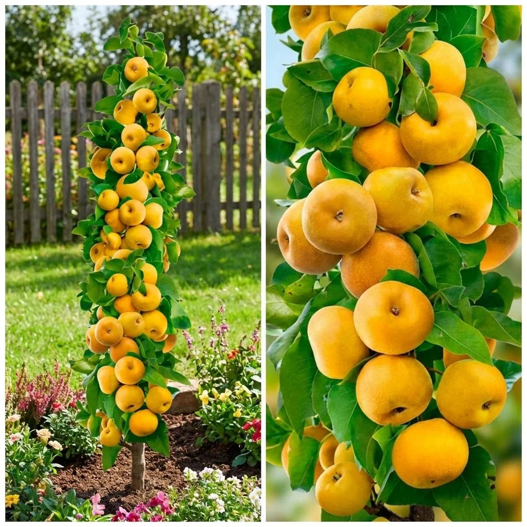 PĂR PROSECO - COLONAR POM FRUCTIFER