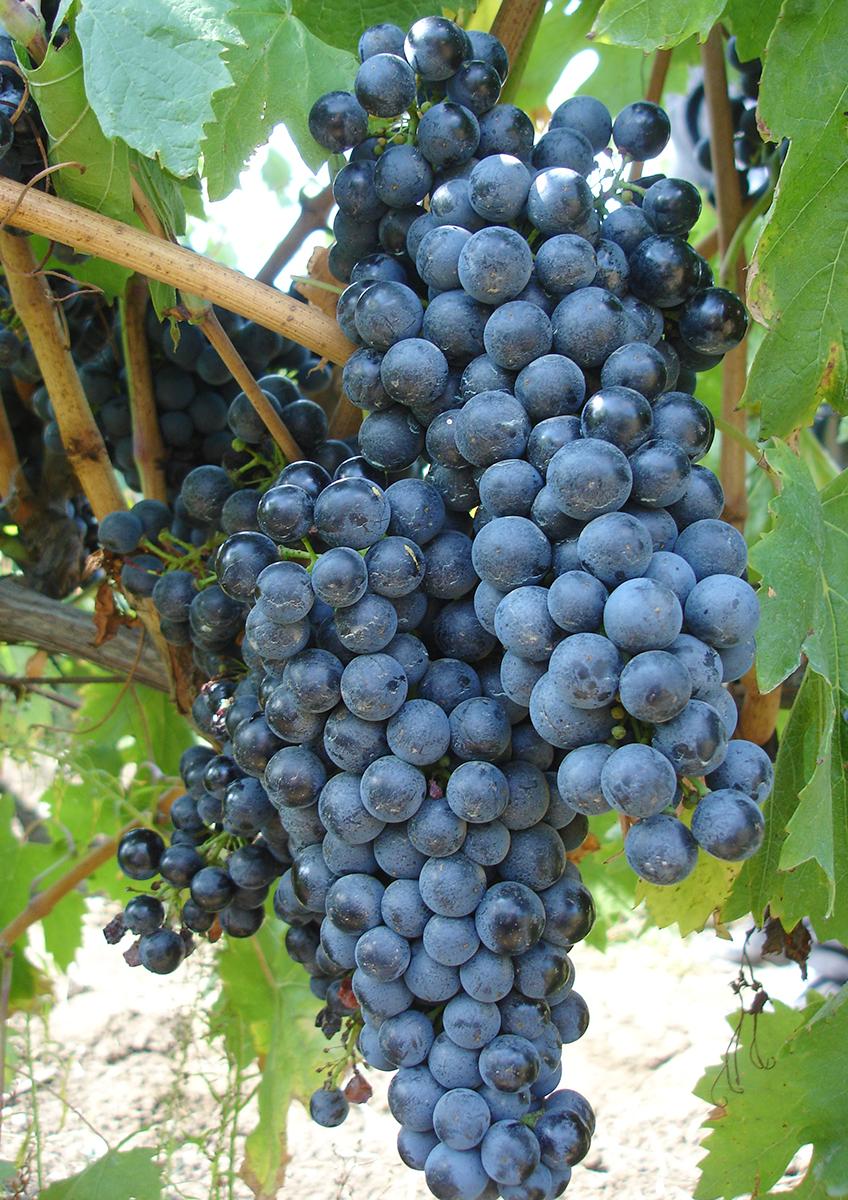 VITĂ DE VIE FETEASCĂ NEAGRĂ - SOI PENTRU VIN