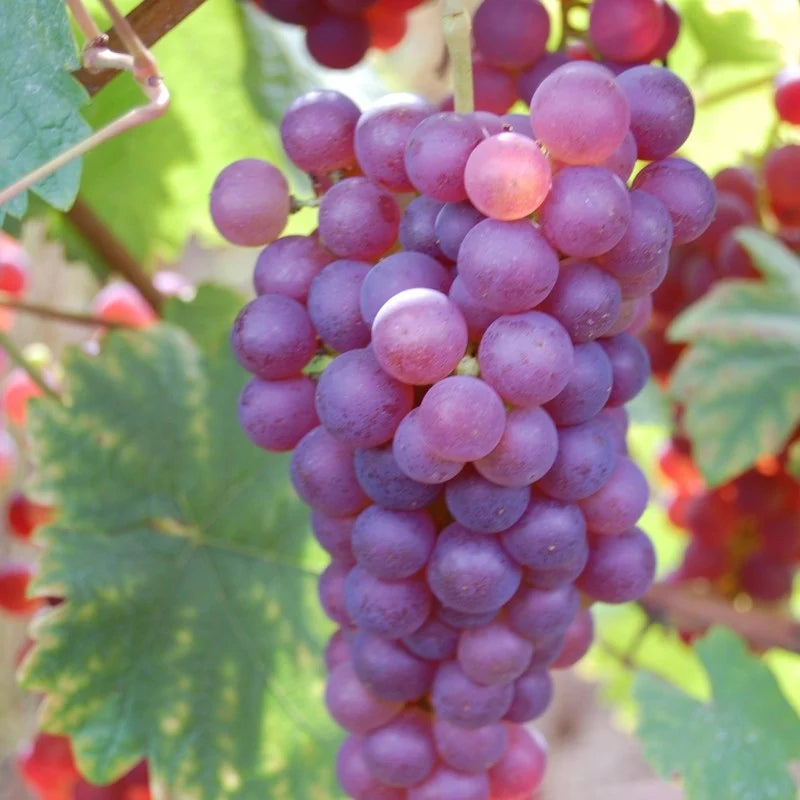 VITĂ DE VIE CHASSELAS ROZE - SOI PENTRU VIN