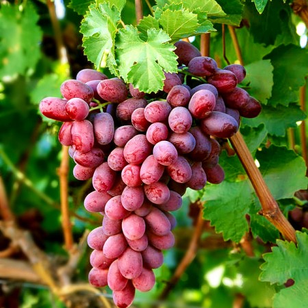 VIȚĂ DE VIE CRIMSON SEEDLESS