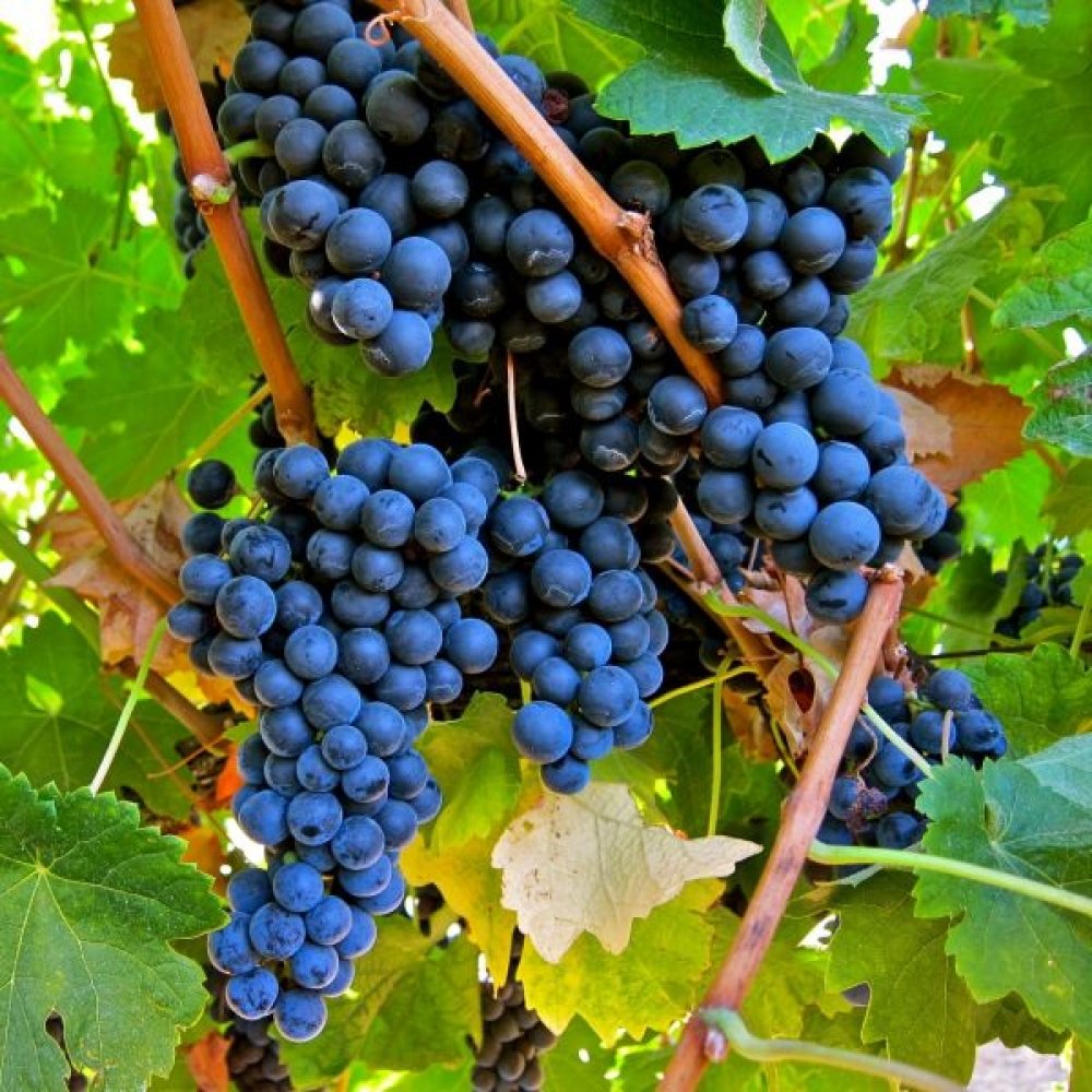 VITĂ DE VIE MERLOT - SOI PENTRU VIN