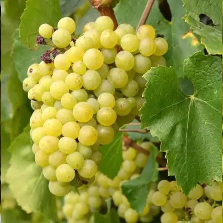 VITĂ DE VIE ANANAS - SOI PENTRU VIN