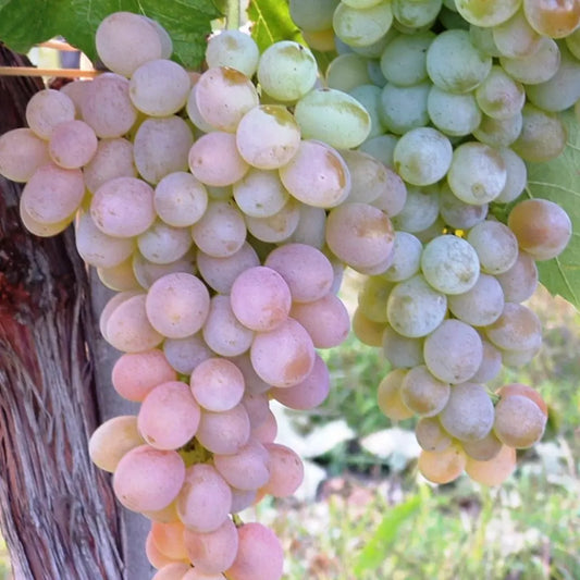 VITĂ DE VIE TIRAZ - SOI PENTRU VIN