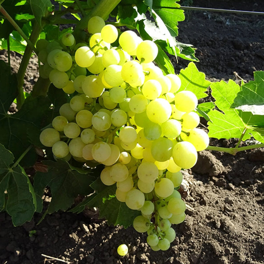 VIȚĂ DE VIE SUBLIMA SEEDLESS