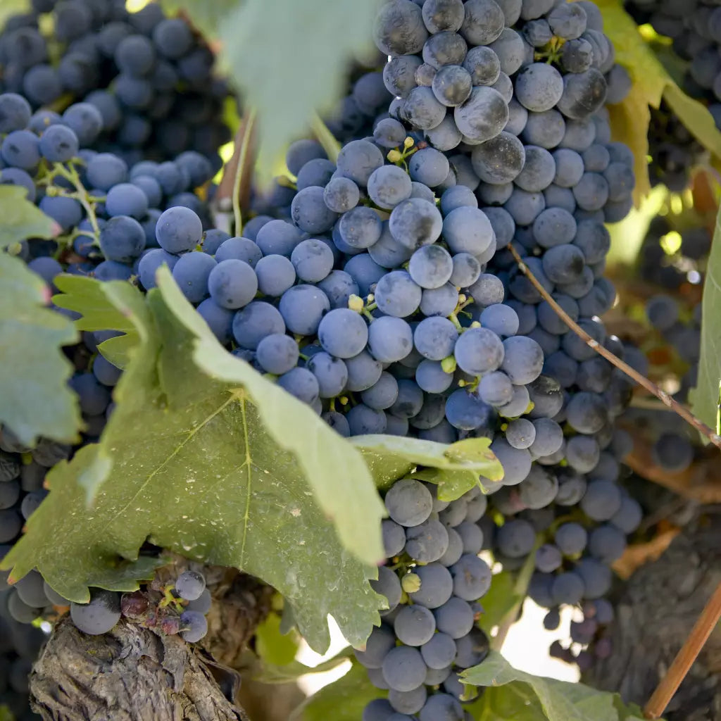 VITĂ DE VIE CABERNET SAUVIGNON - SOI PENTRU VIN