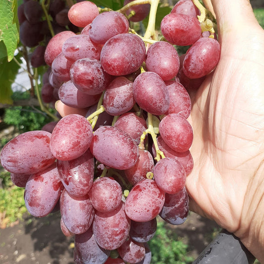 VIȚĂ DE VIE VELES
