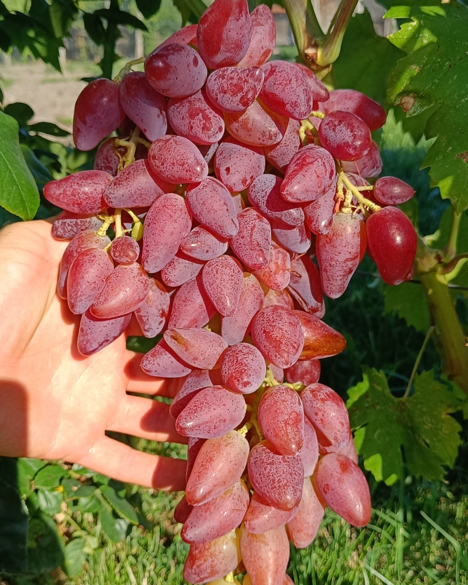 VIȚĂ DE VIE DUBOVCHI ROZ