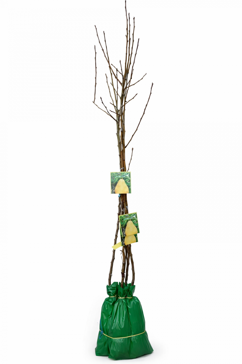 PĂR WILLIAMS VERDE