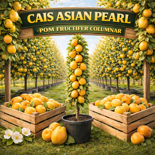 CAIS ASIAN PEARL - POM FRUCTIFER COLUMNAR
