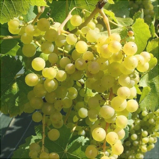 VIȚĂ DE VIE CHASSELAS DORE