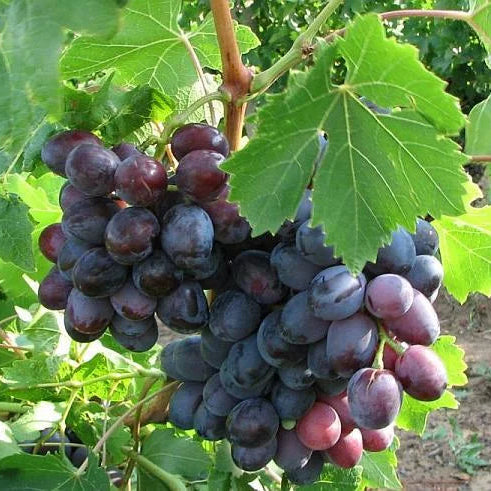VIȚĂ DE VIE TAMINA
