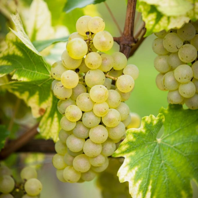 VITĂ DE VIE CHARDONNAY - SOI PENTRU VIN