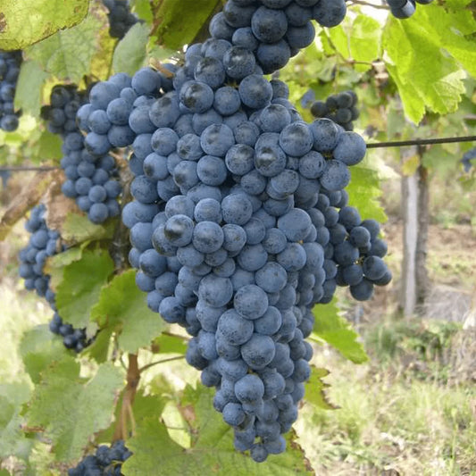 VITĂ DE VIE NEGRU DE DRĂGĂSANI - SOI PENTRU VIN