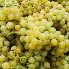 VITĂ DE VIE CHASSELAS DORE - SOI PENTRU VIN