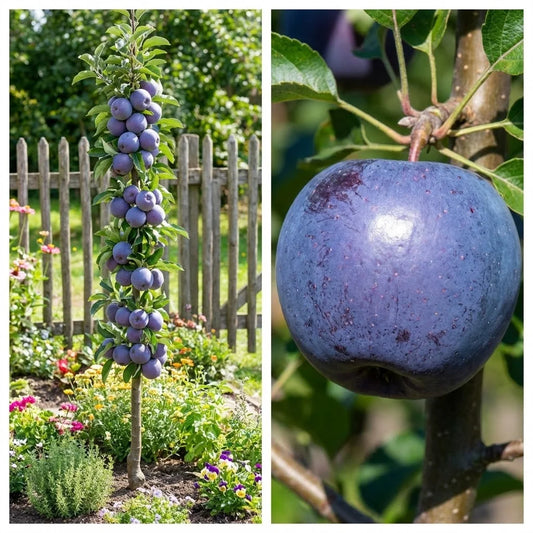 MĂR BLUE MOON - POM FRUCTIFER COLUMNAR