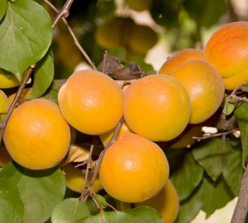 CAIS EARLY ORANGE