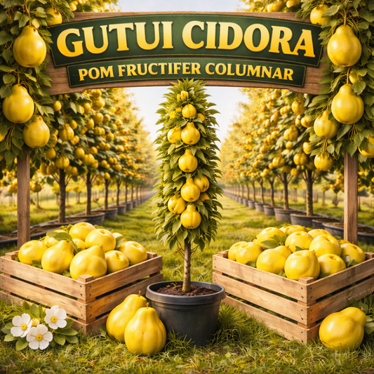 GUTUI CIDORA - POM FRUCTIFER COLUMNAR