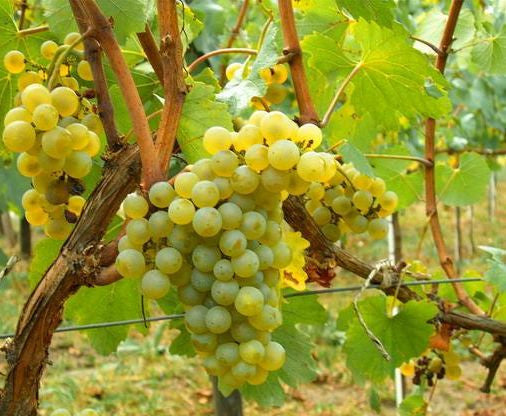 VITĂ DE VIE FETEASCĂ REGALĂ - SOI PENTRU VIN