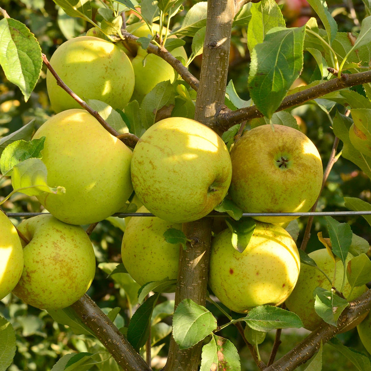MĂR GOLDEN DELICIOUS