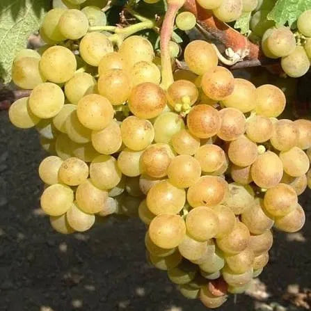 VITĂ DE VIE GALBENĂ DE ODOBESTI - SOI PENTRU VIN