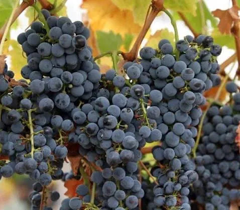 VITĂ DE VIE CAPSUNICĂ NEAGRĂ PARFUMATĂ - SOI PENTRU VIN