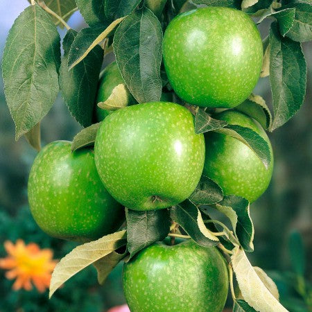 MĂR GRANNY SMITH