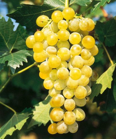 VITĂ DE VIE MUSCAT DE POLOSKE - SOI PENTRU VIN
