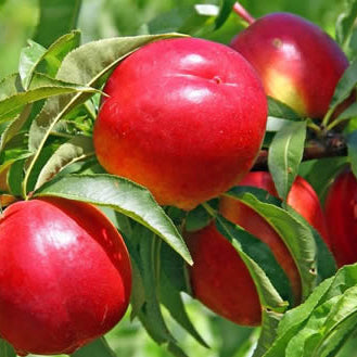 Aromă de nectarină
