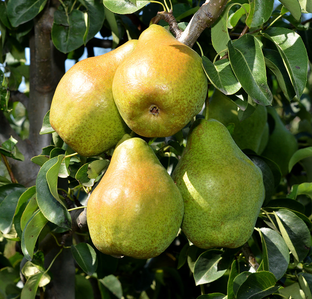 PĂR NOIEMBRIE
