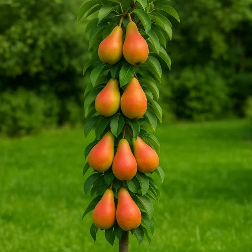 PĂR DALIKOR - POM FRUCTIFER COLUMNAR