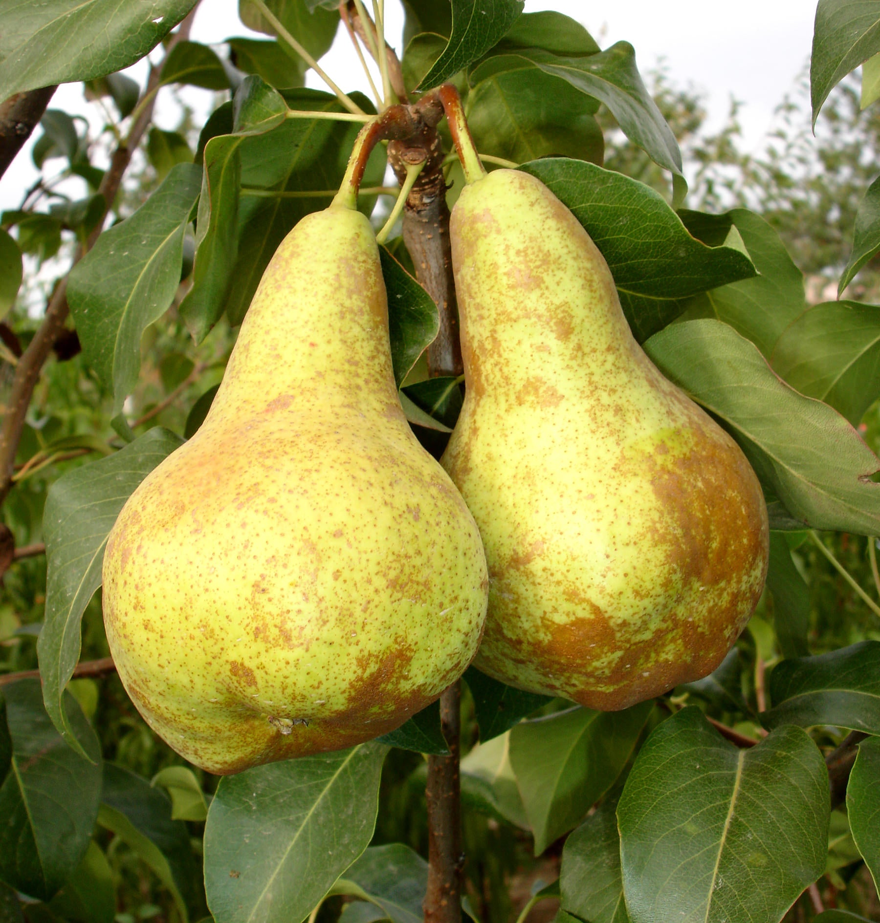 PĂR UNTOASĂ BOSC