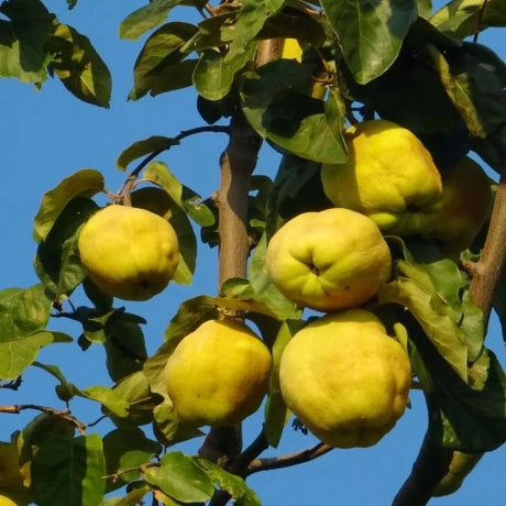 GUTUI MARI AURII