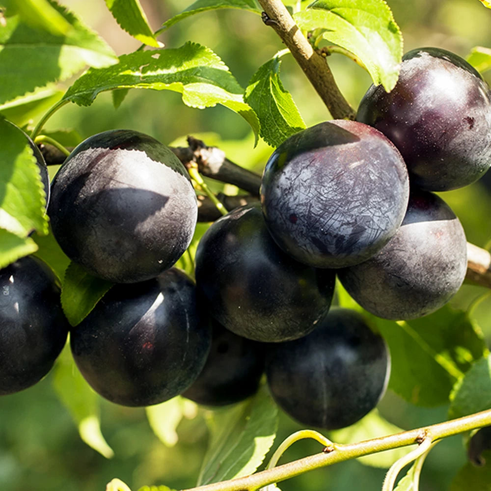 PRUN BLACK AMBER - POM FRUCTIFER COLUMNAR