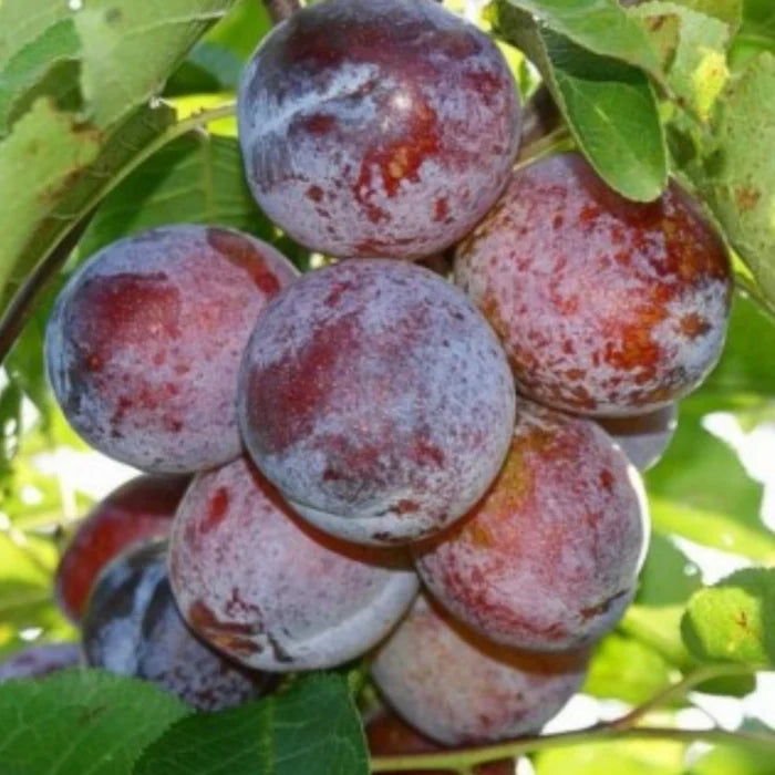 PRUN ANASPHAT