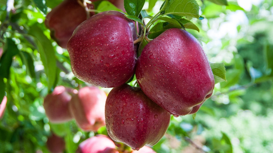 MĂR RED DELICIOUS