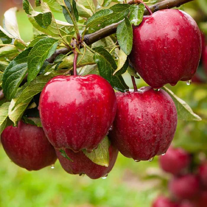MĂR RED DELICIOUS