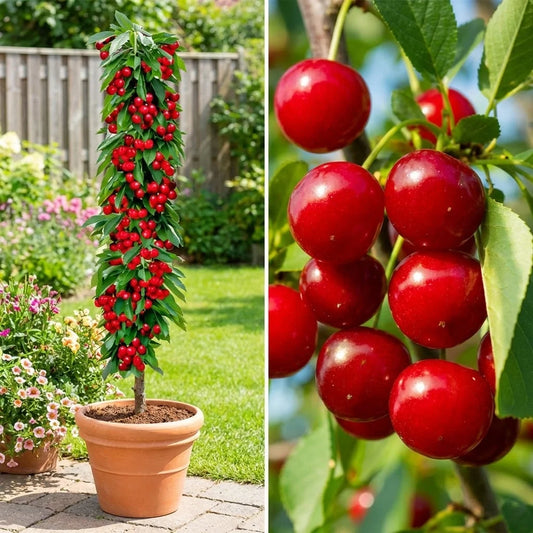 VISIN ABUNDENT - POM FRUCTIFER COLUMNAR