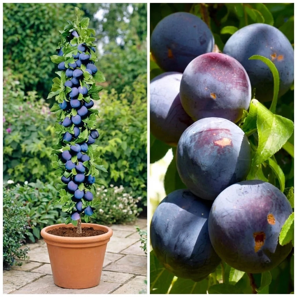 PRUN BLACK AMBER - POM FRUCTIFER COLUMNAR