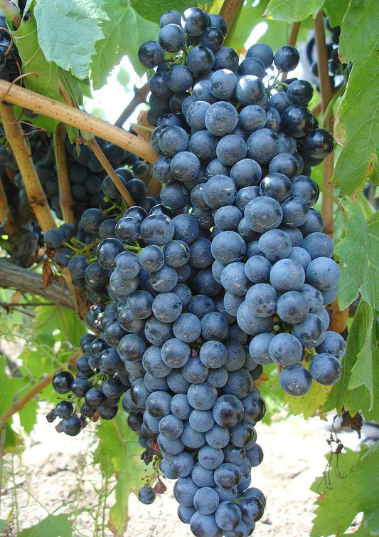 VITĂ DE VIE FETEASCĂ NEAGRĂ - SOI PENTRU VIN